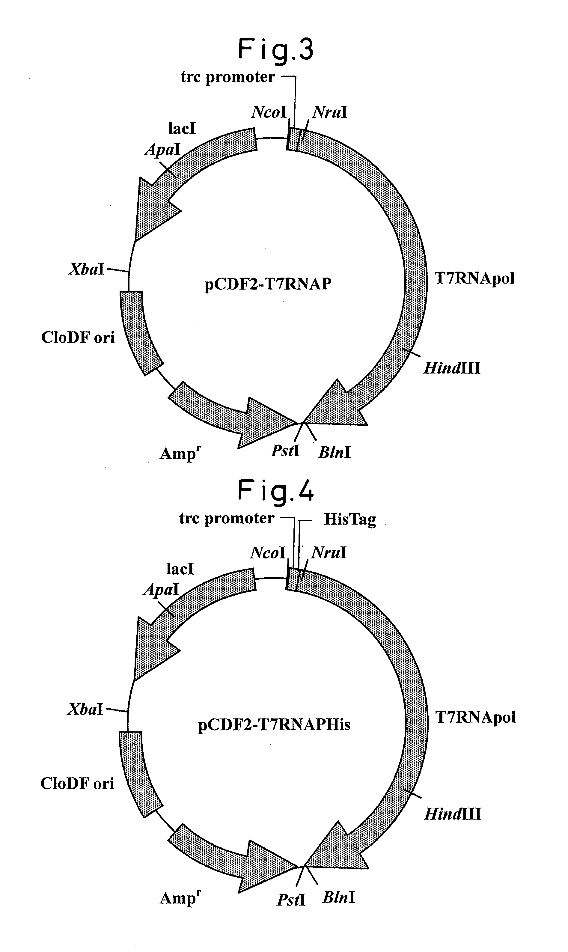 RNA polymerase mutant with improved functions