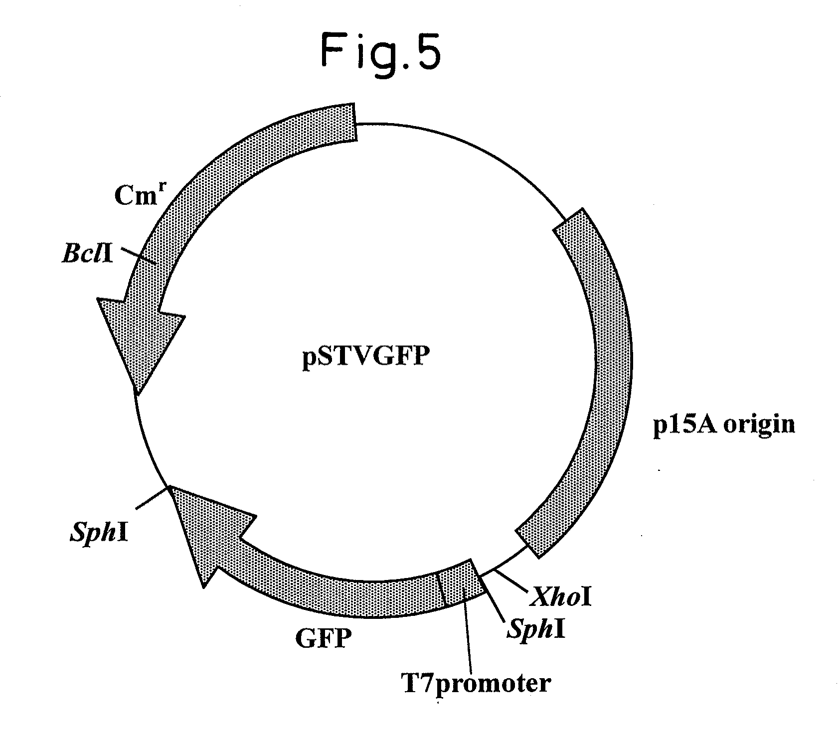 RNA polymerase mutant with improved functions