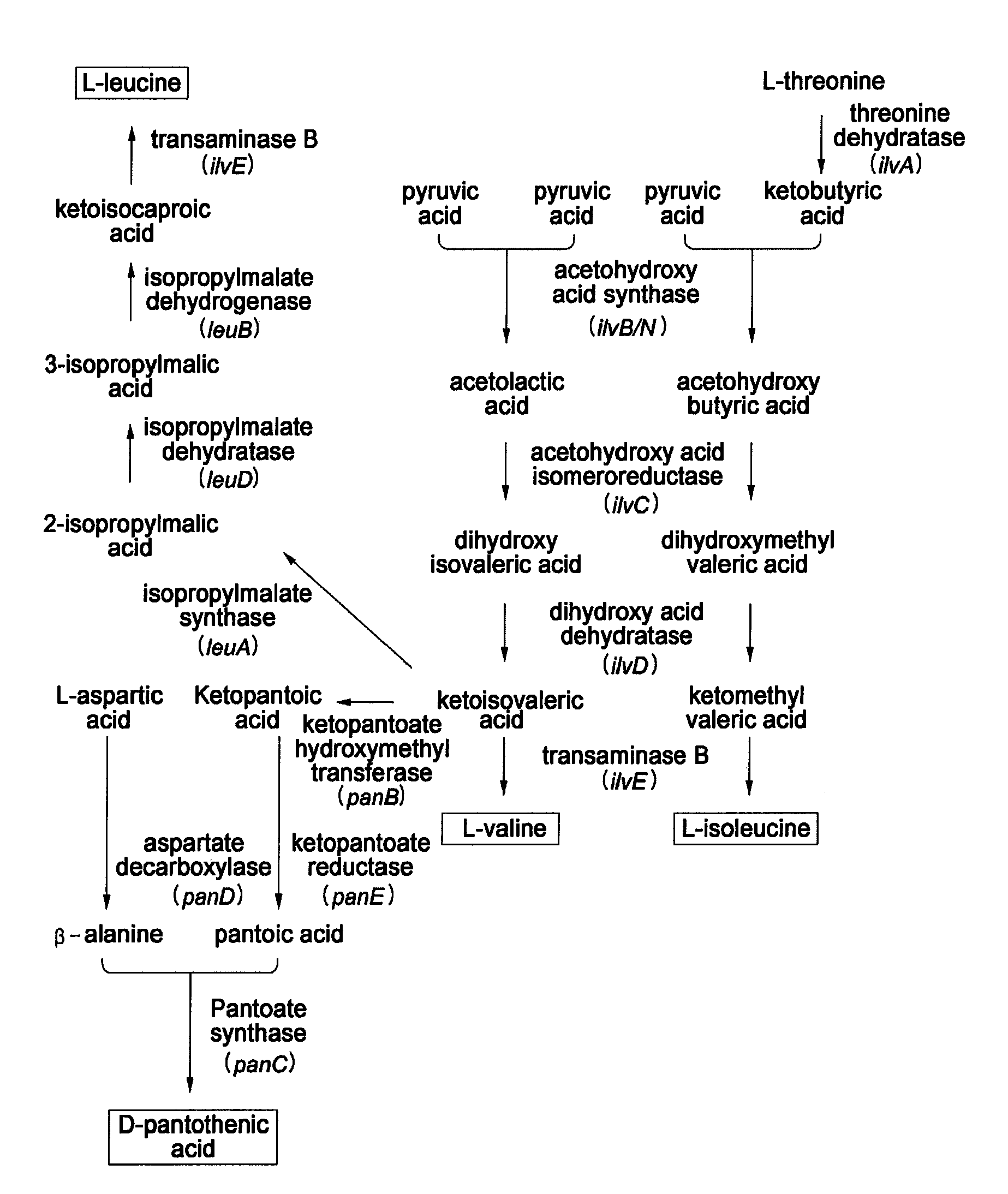 Microorganism having enhanced L-valine productivity and method for producing L-valine using the same