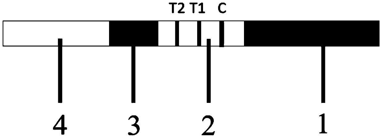 Novel coronavirus IgG/IgM antibody detection kit and detection method thereof