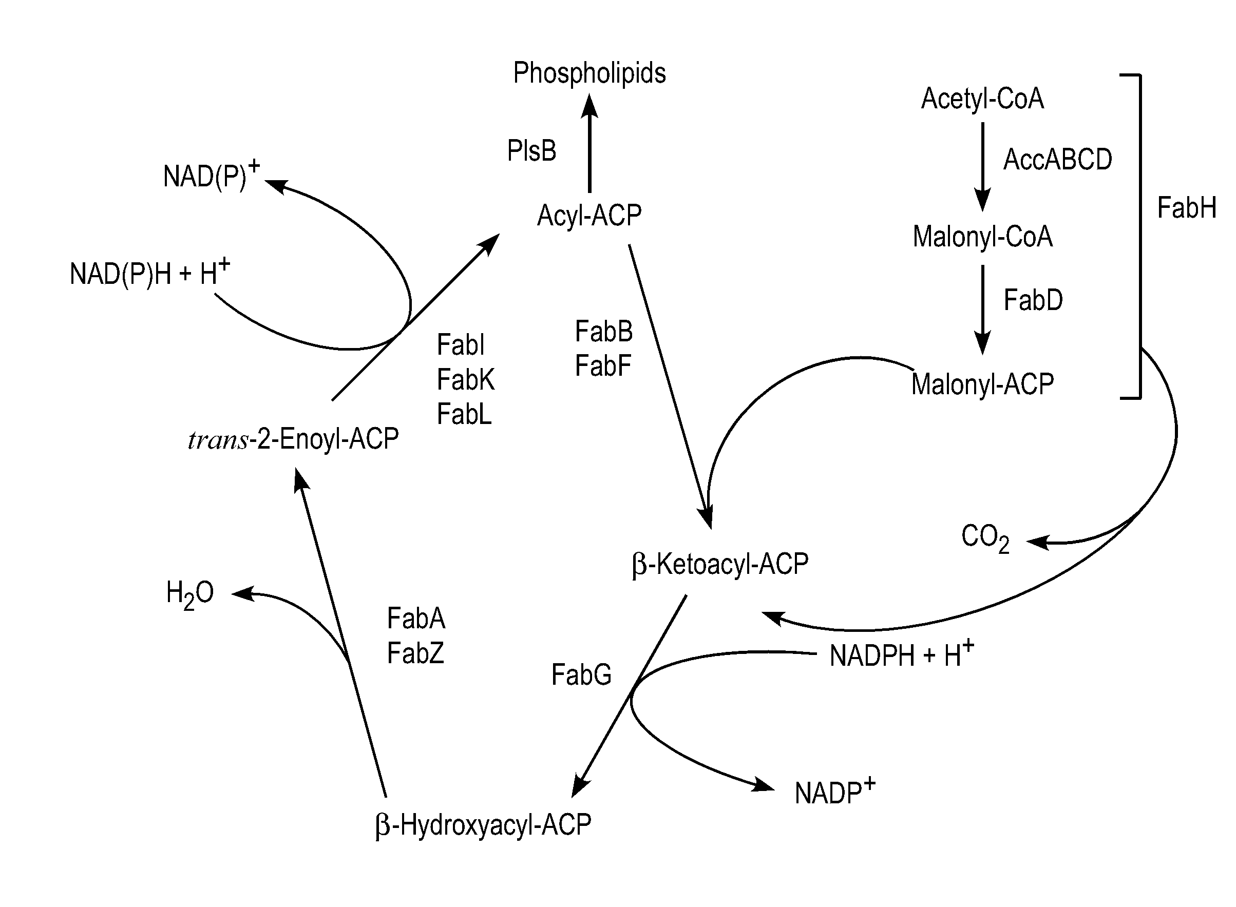 Systems and methods for production of mixed fatty esters