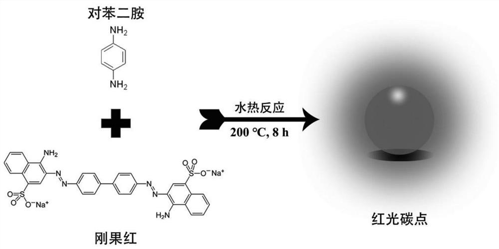 Cell nucleolus imaging red fluorescent carbon dot and preparation method and application thereof