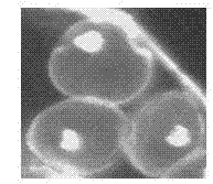 Method for obtaining haplobiont through inducing sporidia of eustoma grandiflorum