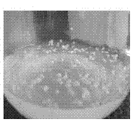 Method for obtaining haplobiont through inducing sporidia of eustoma grandiflorum