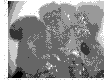 Method for obtaining haplobiont through inducing sporidia of eustoma grandiflorum