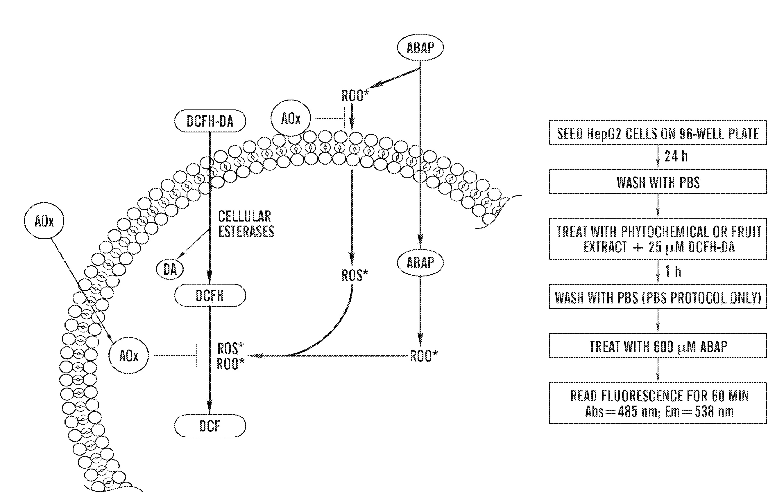 Cellular antioxidant activity (CAA) assay