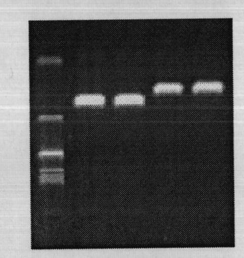 Method for amplifying complete sequence of mitochondrial genome of Macrobrachium nipponense