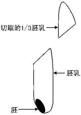 Method for batch extraction of rice endosperm DNA