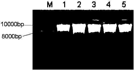 Method for batch extraction of rice endosperm DNA