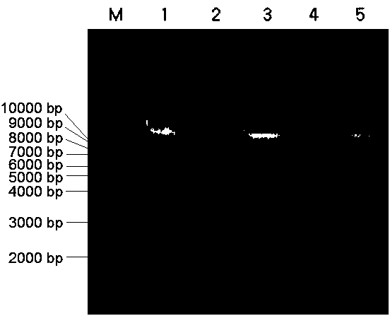 Method for batch extraction of rice endosperm DNA