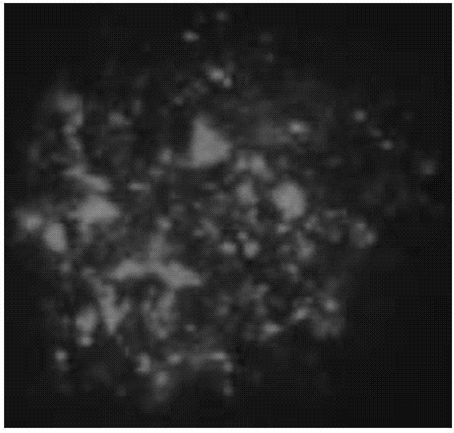 Neural stem cells traced by fluorescence and SPECT/CT double-image functional microspheres and application