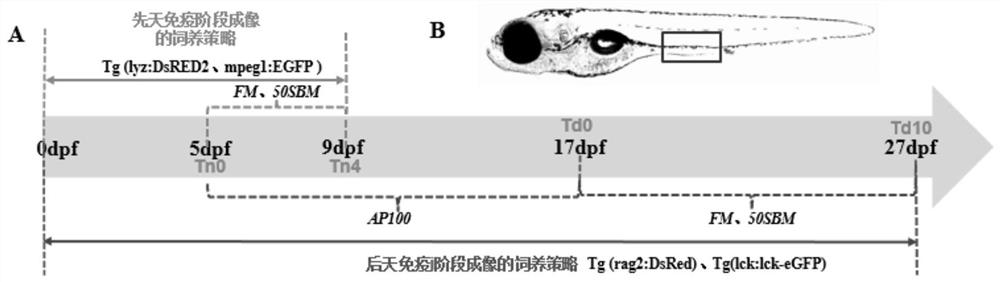 Method for evaluating food-borne enteritis relieving ingredients based on zebrafish larvae imaging model