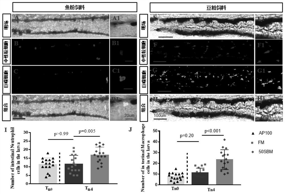 Method for evaluating food-borne enteritis relieving ingredients based on zebrafish larvae imaging model