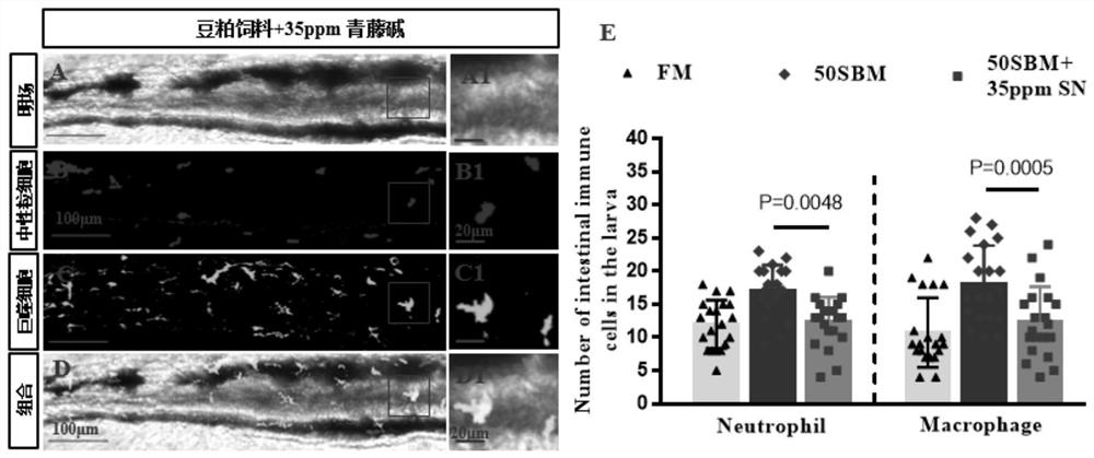 Method for evaluating food-borne enteritis relieving ingredients based on zebrafish larvae imaging model