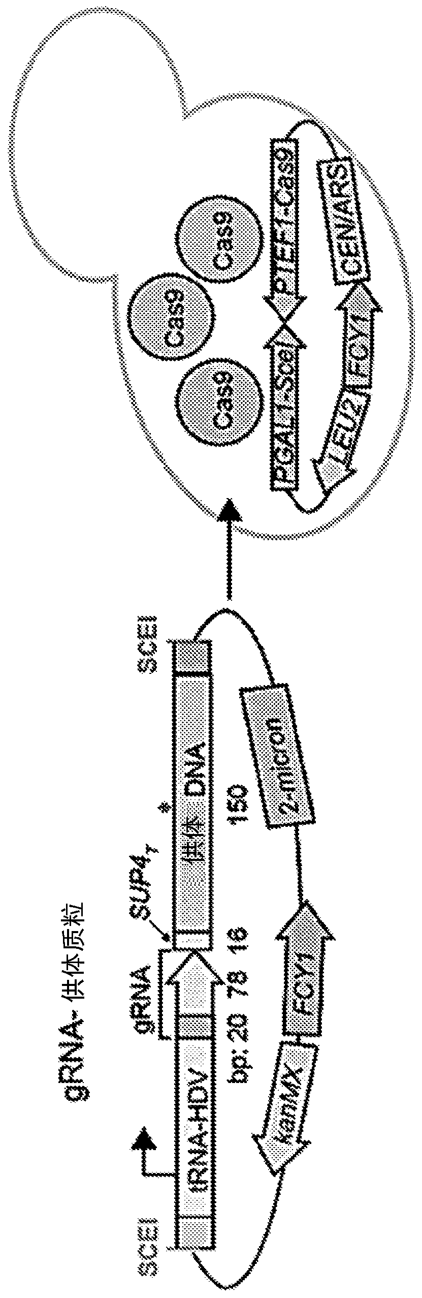 Multiplex production and barcoding of genetically engineered cells