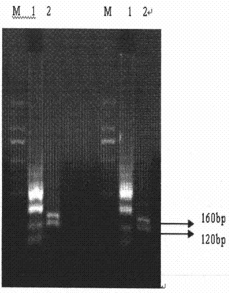 Porcine reproductive and respiratory syndrome virus RT-LAMP detection kit and detection method thereof