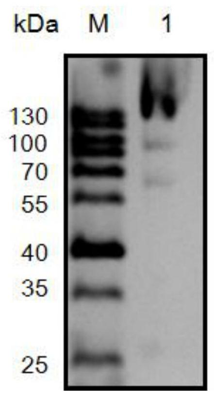 Heat-resistant beta-galactosidase and application thereof to lactose degradation