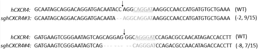 CRISPR/SaCas9 based specific human CXCR4 gene knockout method