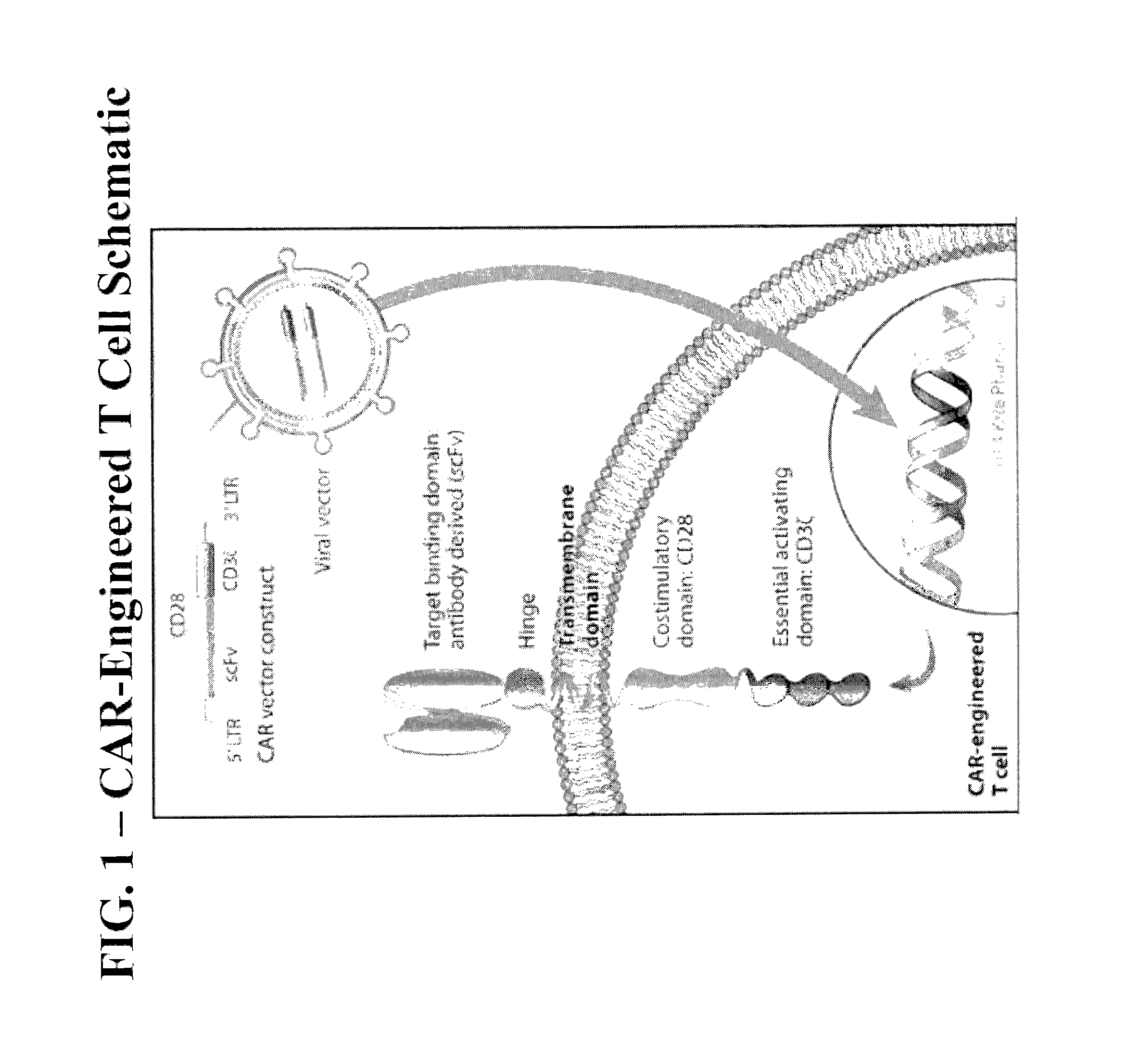 Methods of Conditioning Patients for T Cell Therapy