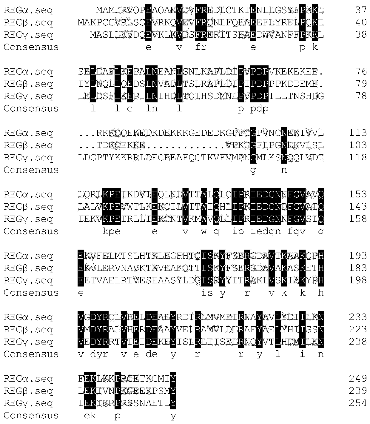 Anti-REG gamma C terminal region monoclonal antibody and preparation and application thereof