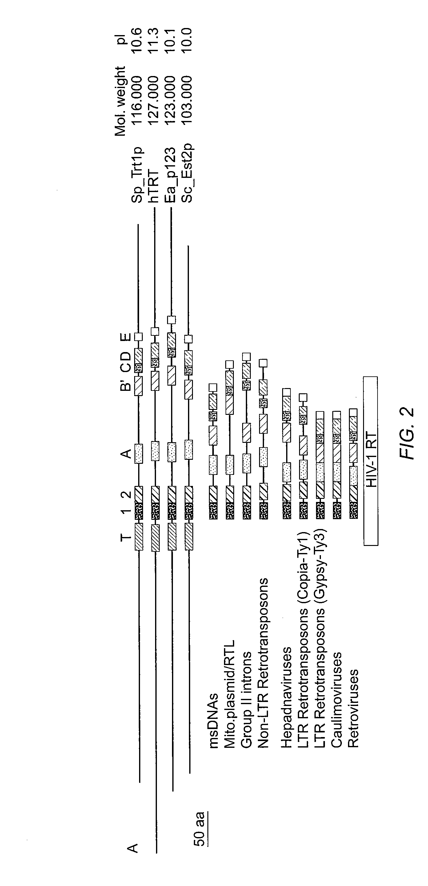 Kit for detection of telomerase reverse transcriptase nucleic acids