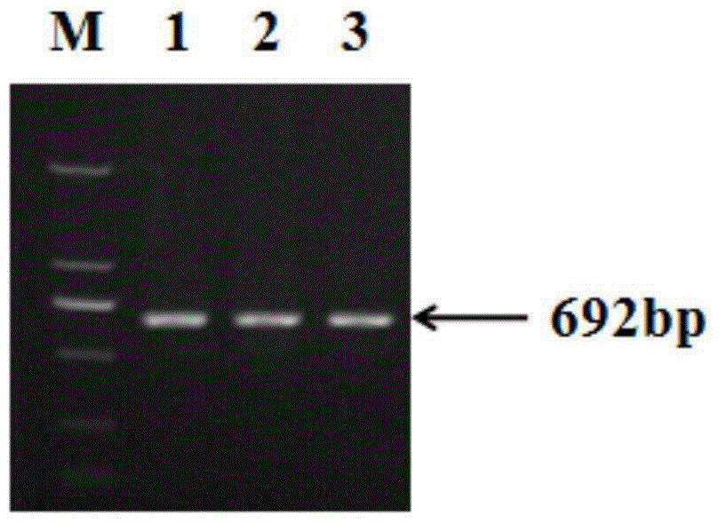 SNP genetic marker correlated to pig fat deposition property and application