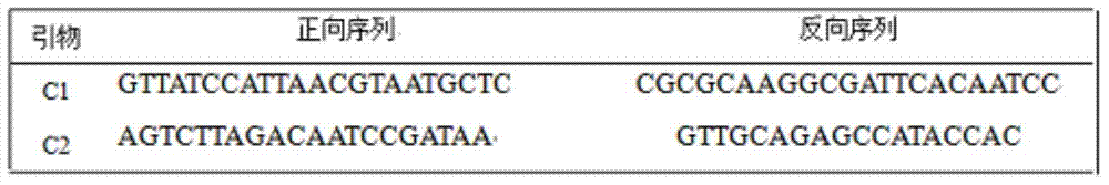 Method for detecting chloroplast DNAs to identify cytoplasmic male sterile line of hot pepper