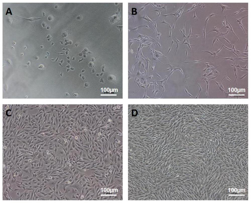 Tree shrew testicular interstitial cell isolated culture method and application thereof