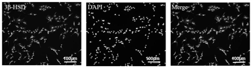 Tree shrew testicular interstitial cell isolated culture method and application thereof