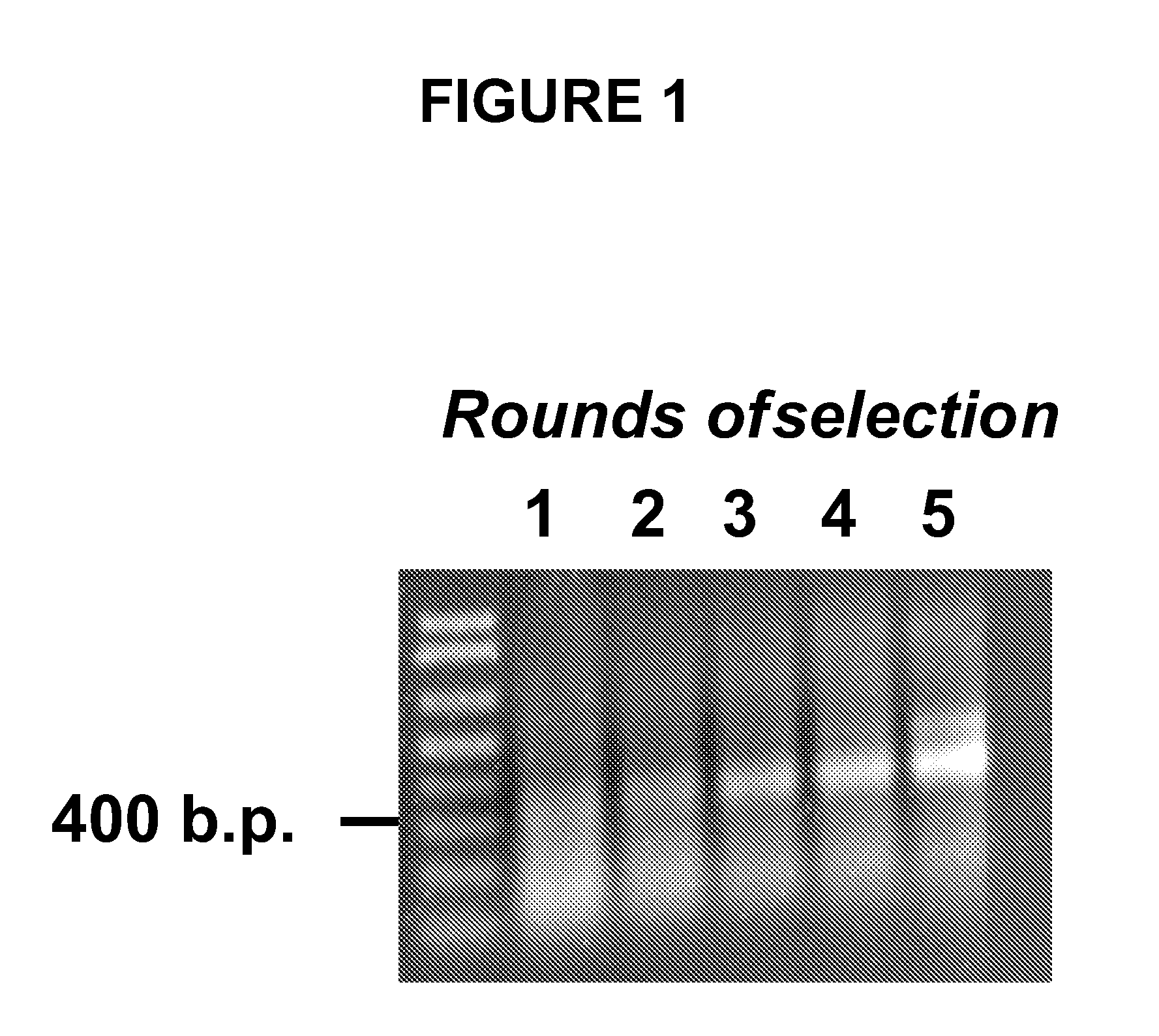 Compositions and methods relating to novel compounds and targets thereof