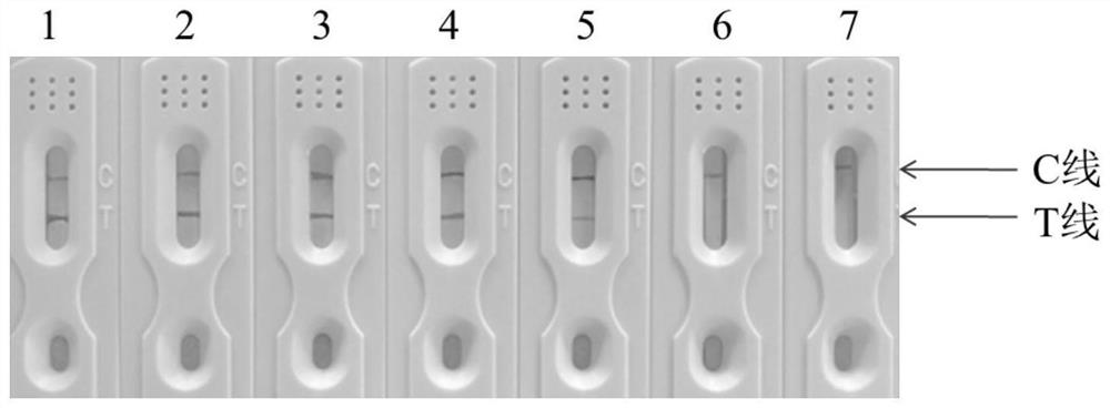 African swine fever virus nucleic acid rapid detection kit and application