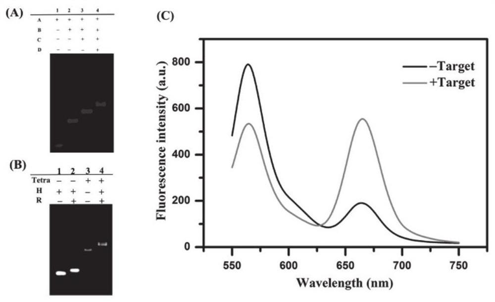 DTNS-mediated method for detecting activity of 8-OG DNA glycosylase