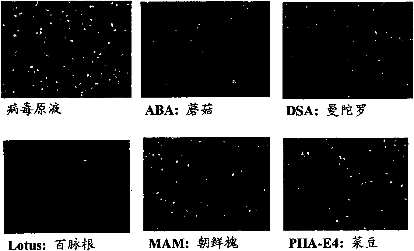 Method for concentration of virus