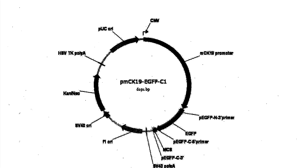 Albumin/keratin double expression mice embryonic stem cell system and establishing method thereof