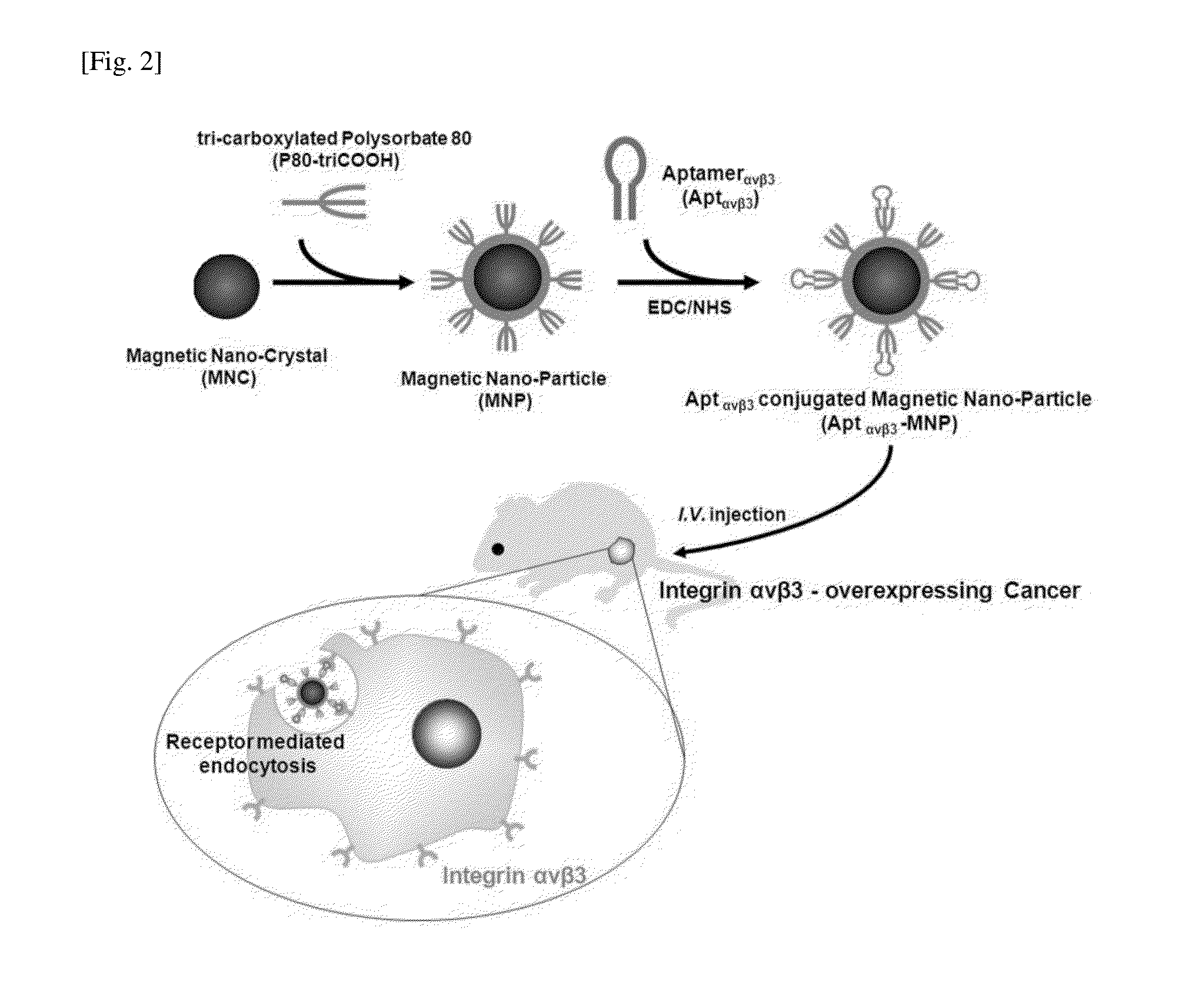 Aptamer Specific to Integrin alpha-v-beta-3 and Use Thereof