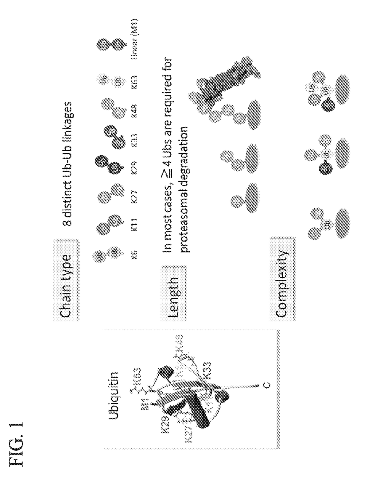 Method for determining ubiquitin chain length