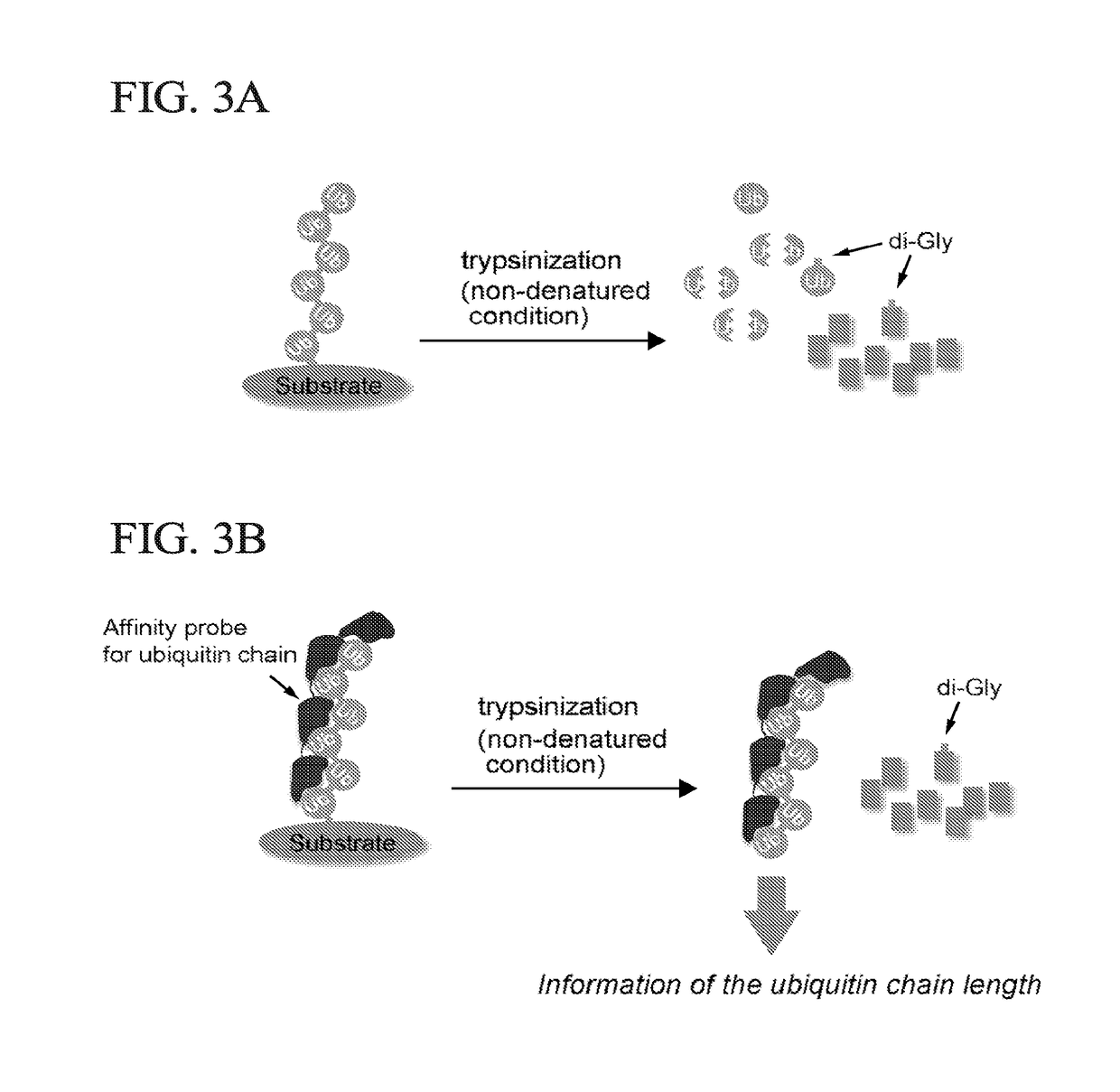 Method for determining ubiquitin chain length