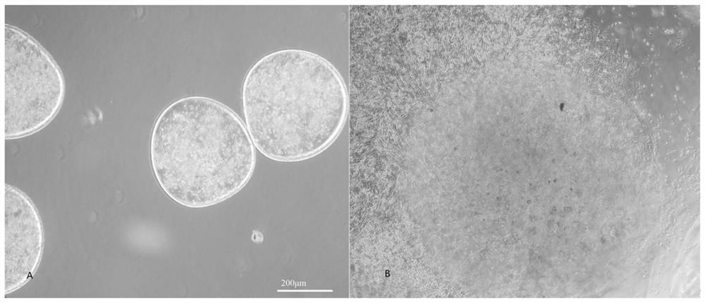 Lysable cell microcapsule and preparation method thereof and cell culture method