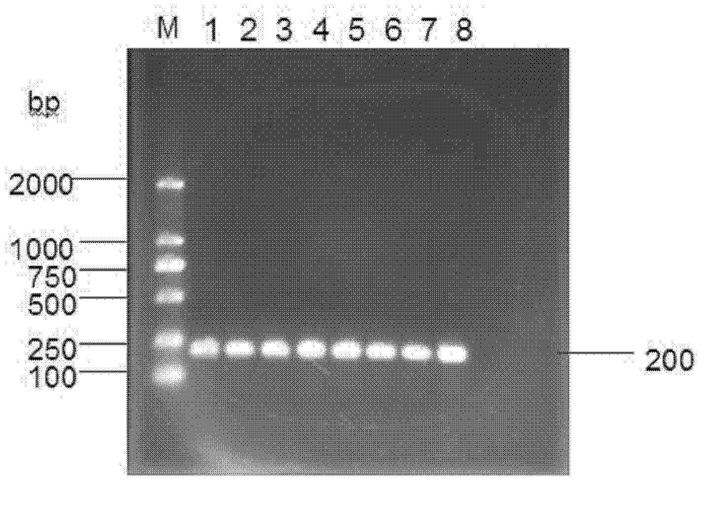 Specific primer capable of being used for real-time-polymerase chain reaction (PCR) amplification streptomyces deoxyribonucleic acid (DNA)