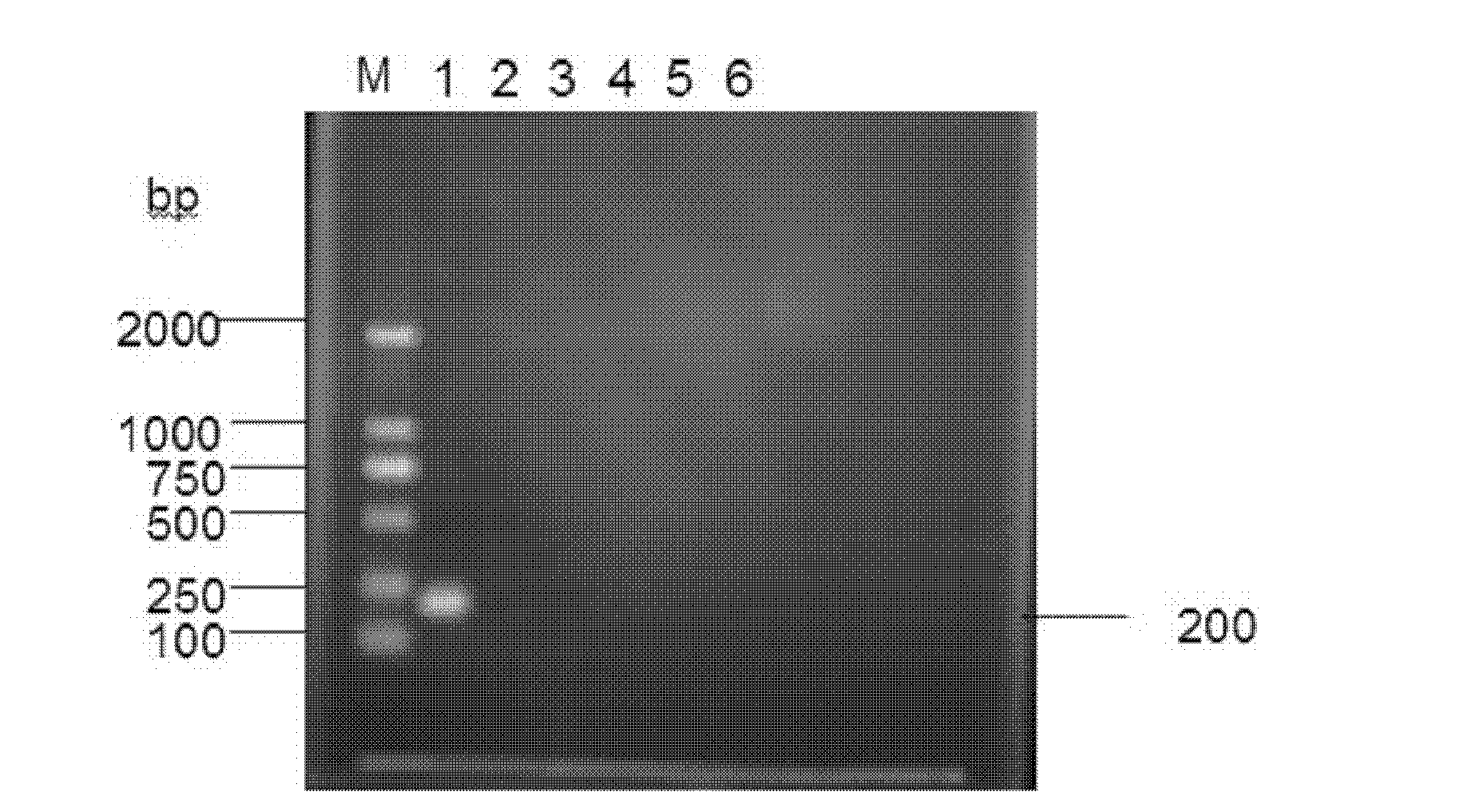 Specific primer capable of being used for real-time-polymerase chain reaction (PCR) amplification streptomyces deoxyribonucleic acid (DNA)