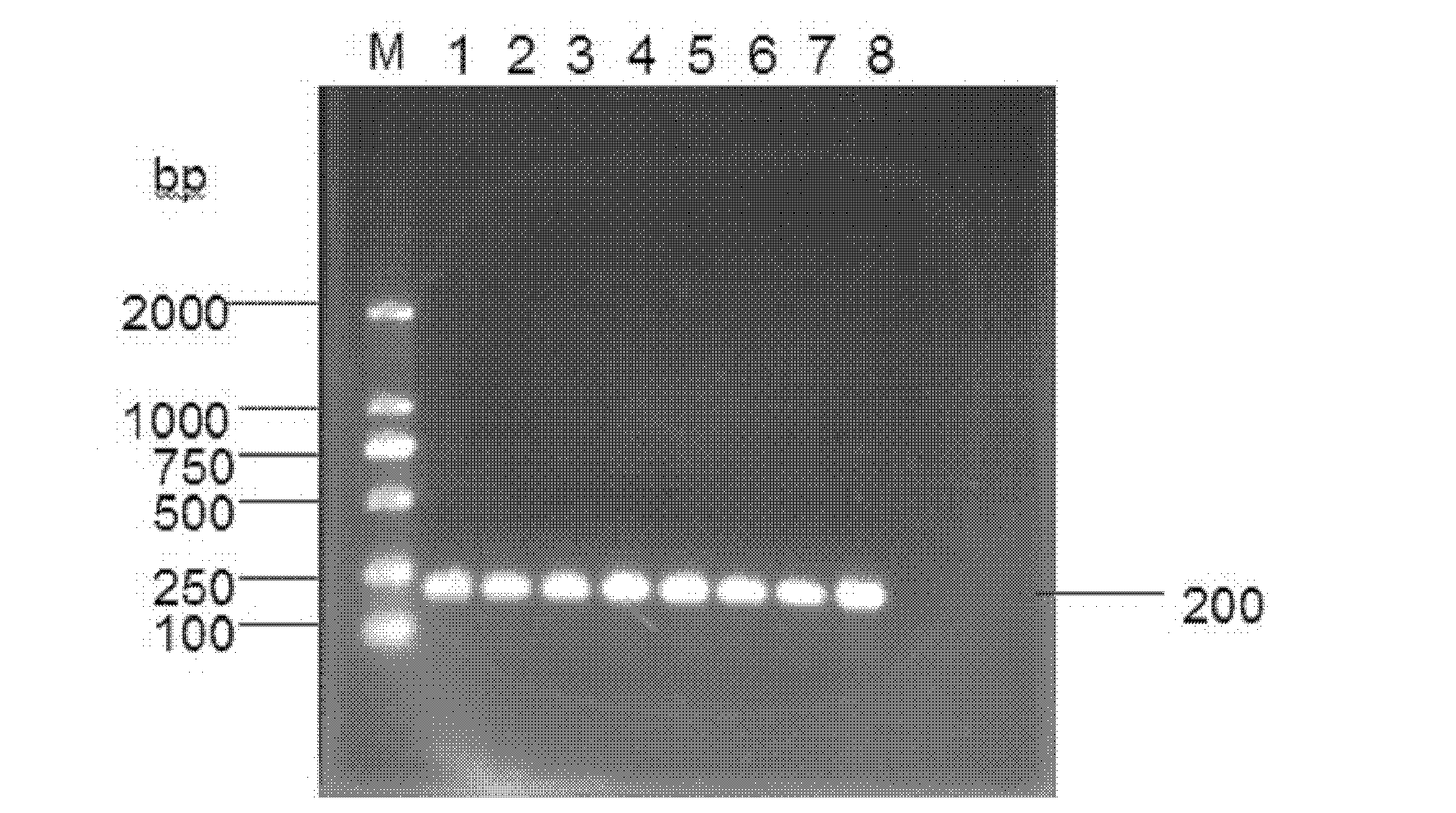 Specific primer capable of being used for real-time-polymerase chain reaction (PCR) amplification streptomyces deoxyribonucleic acid (DNA)