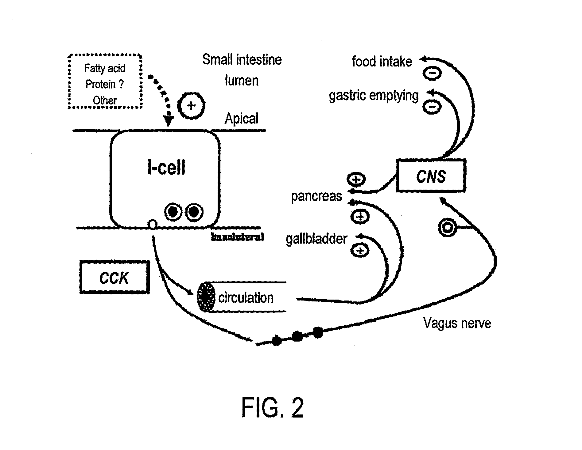 Duodenal gastrointestinal devices and related treatment methods