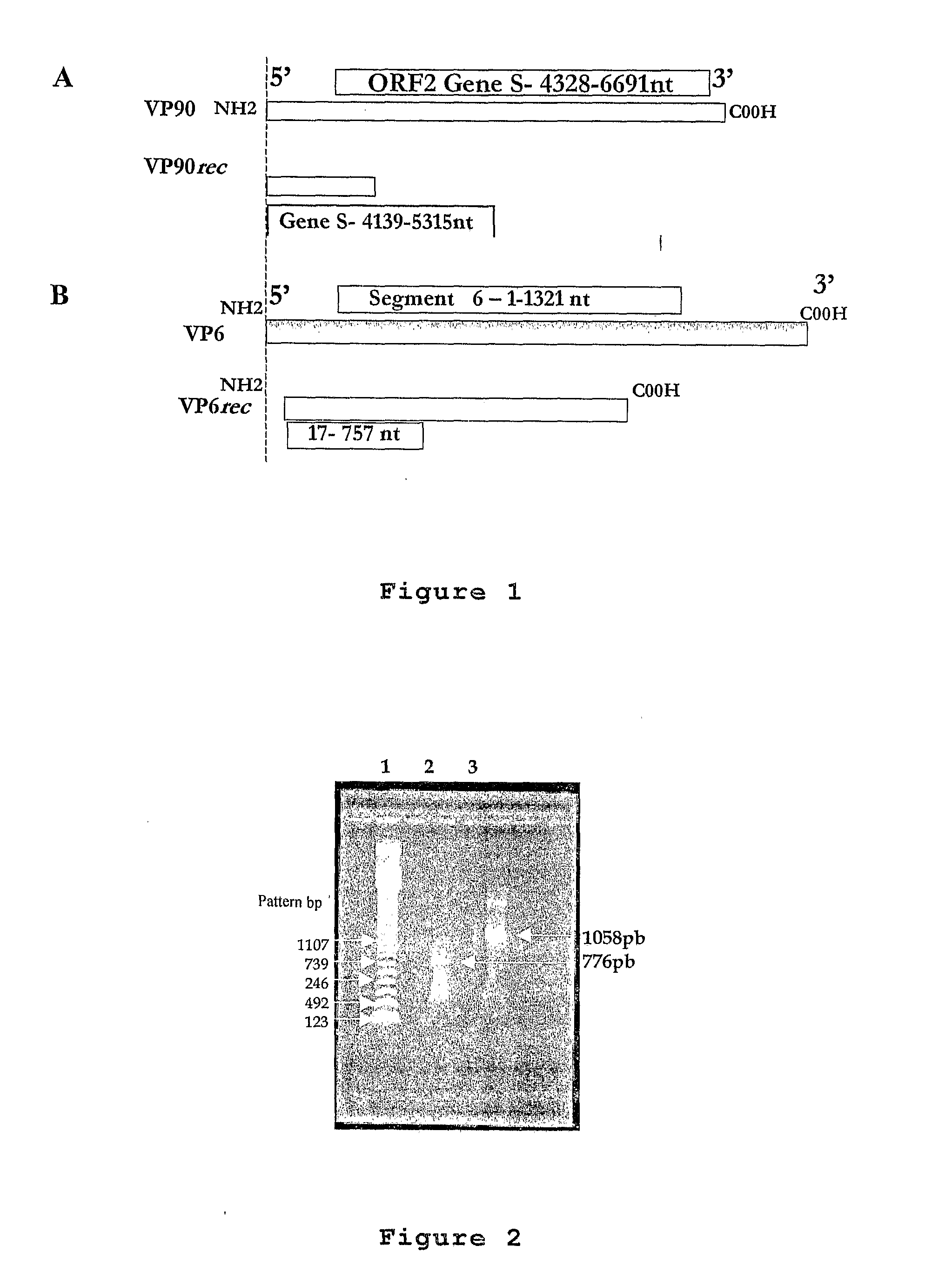 Plasmid Expression Vectors for Expression of Recombinant Rotavirus and Astrovirus Proteins or Epitopes