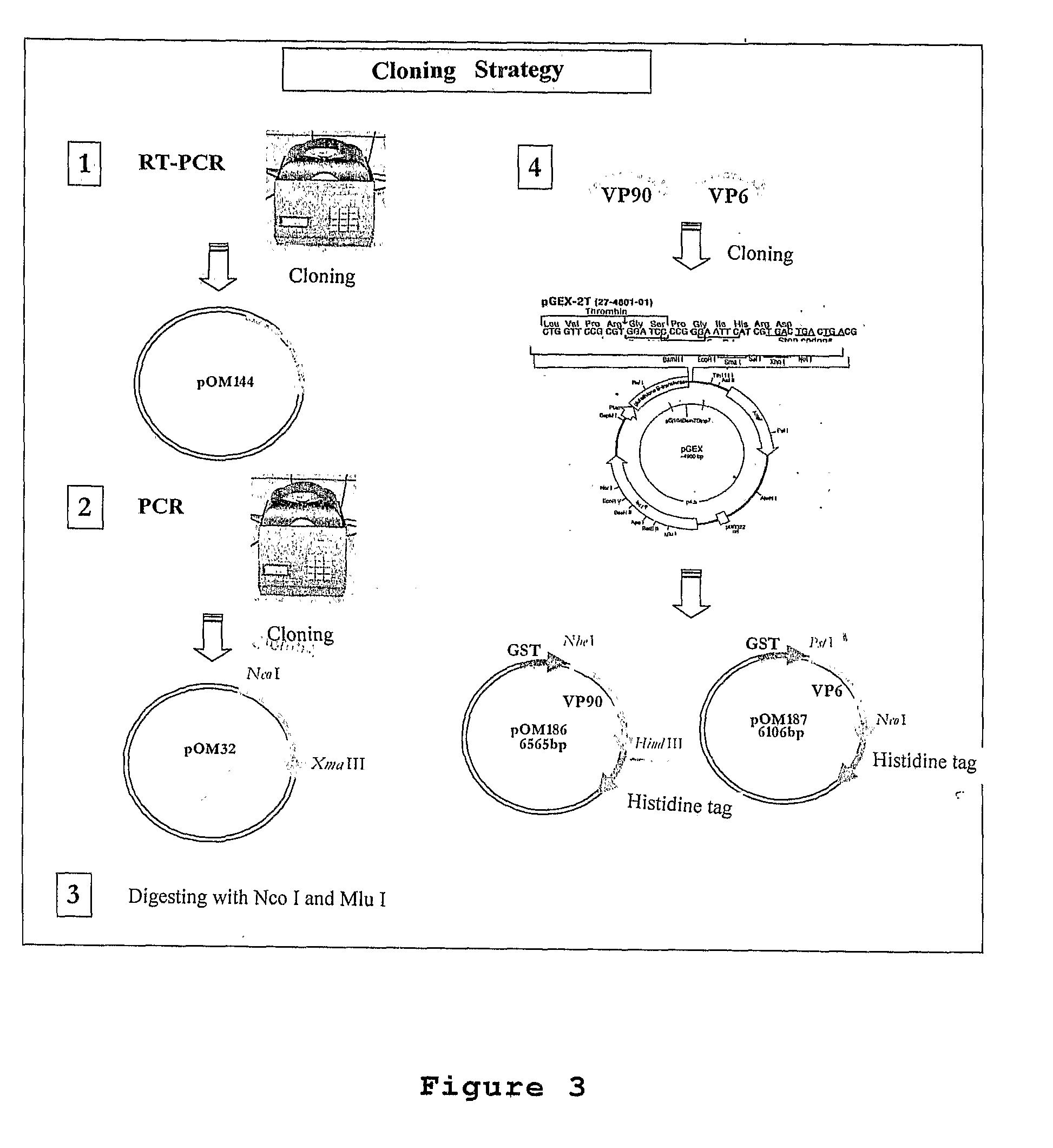 Plasmid Expression Vectors for Expression of Recombinant Rotavirus and Astrovirus Proteins or Epitopes