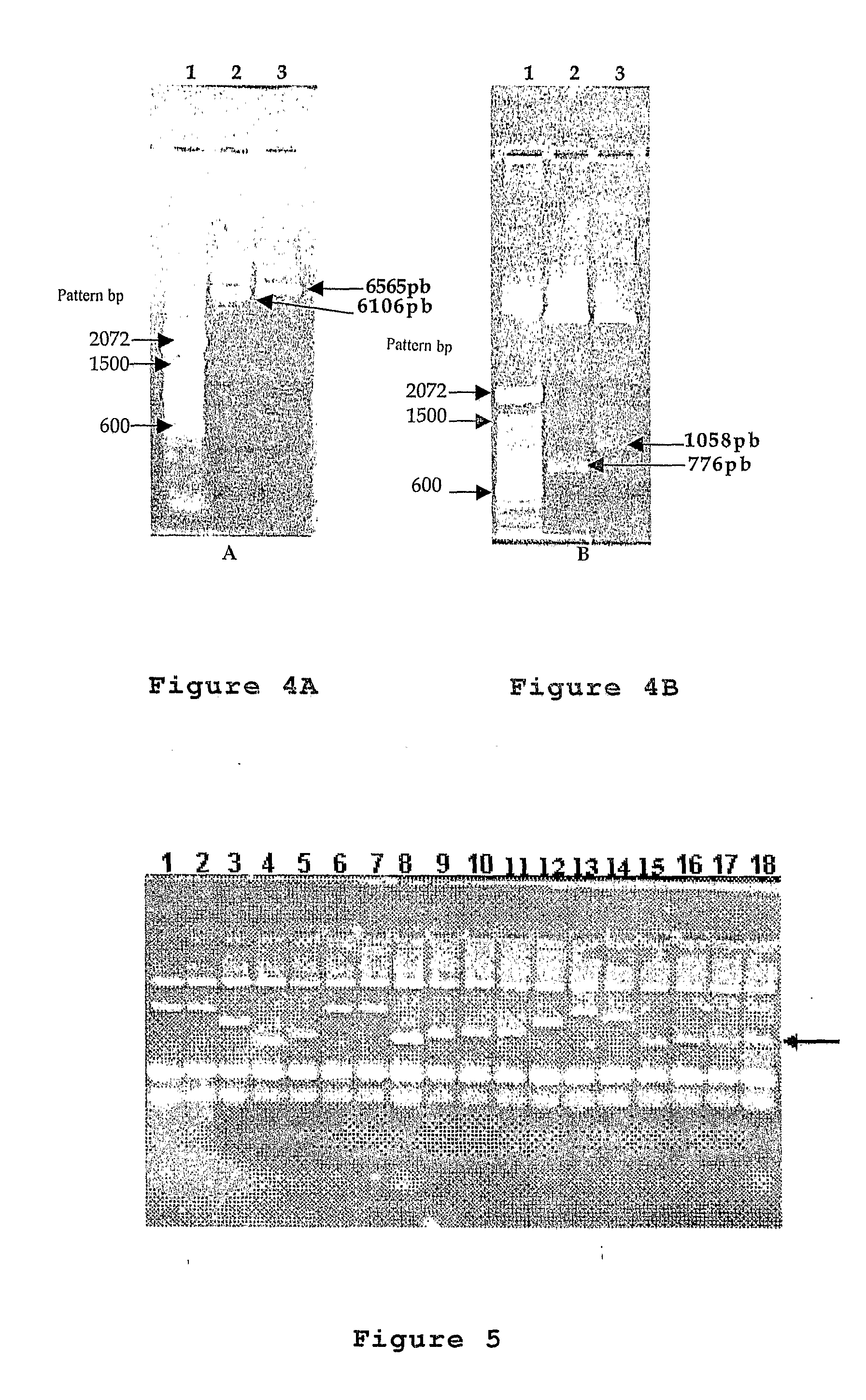 Plasmid Expression Vectors for Expression of Recombinant Rotavirus and Astrovirus Proteins or Epitopes