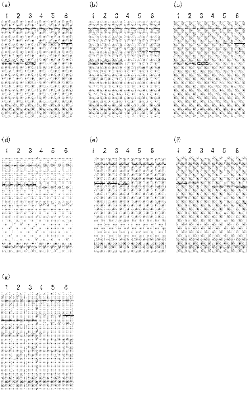 Genotype determination method