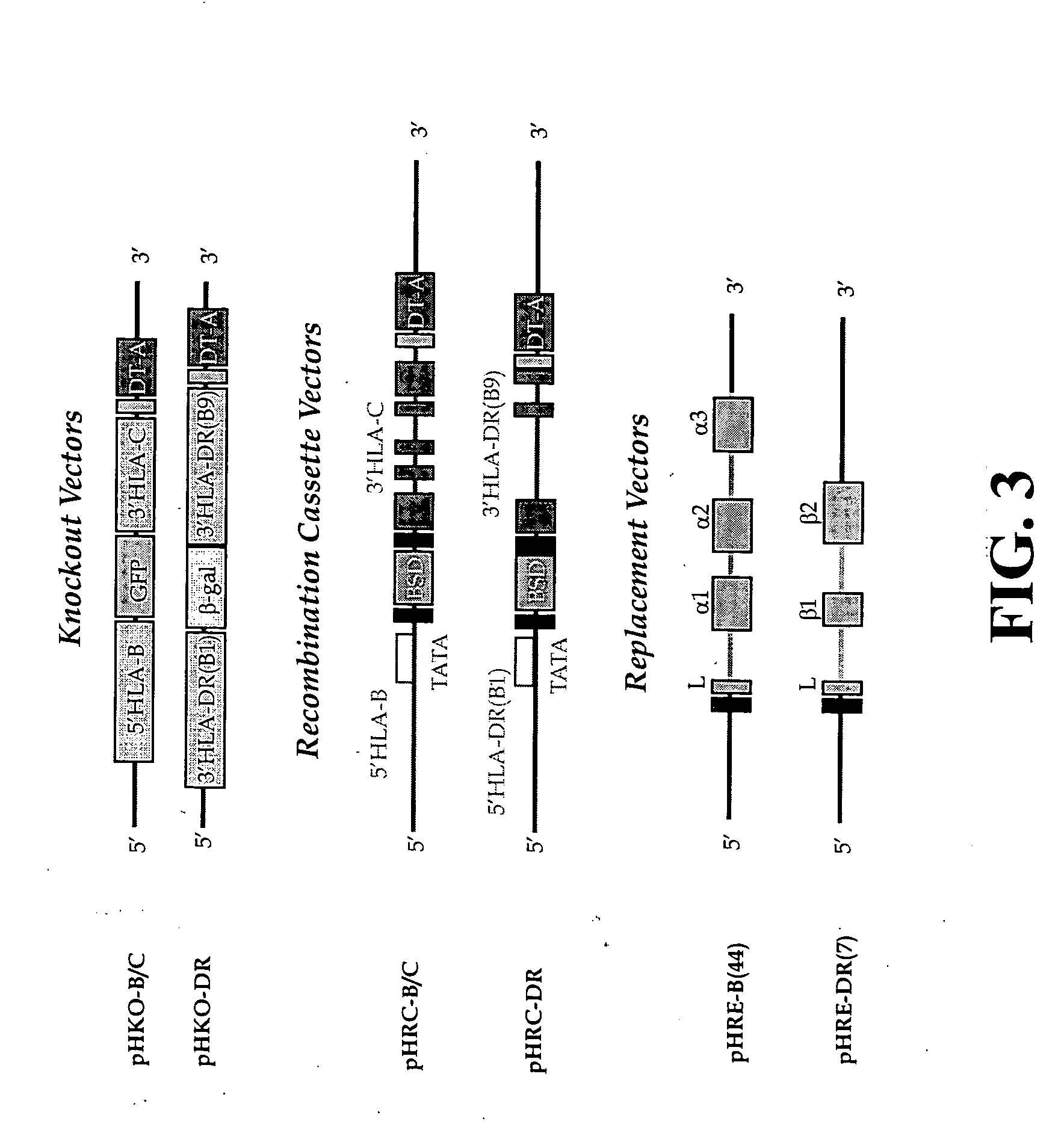 Universal stem cells