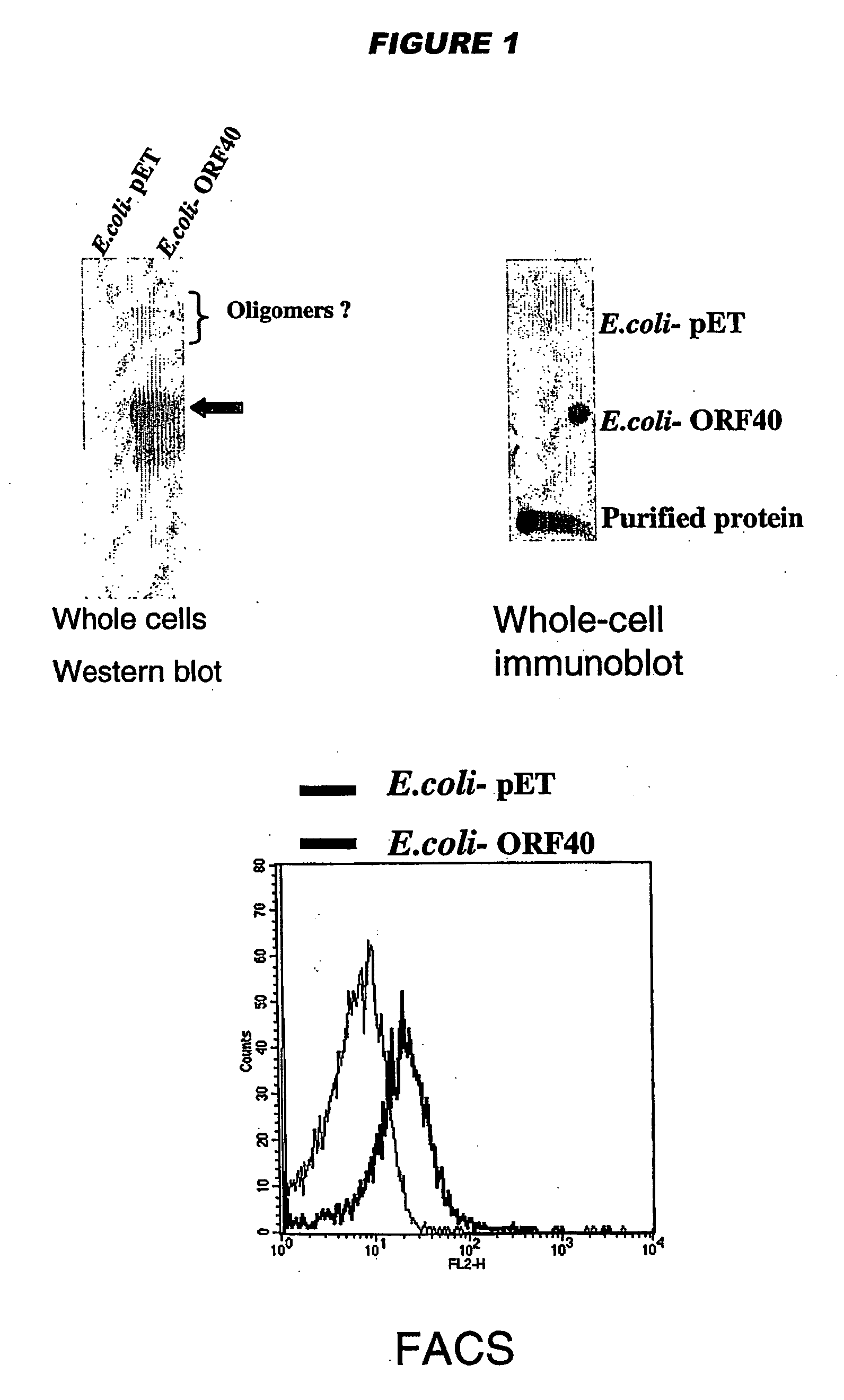 Meningococcus adhesins nada, app and orf 40