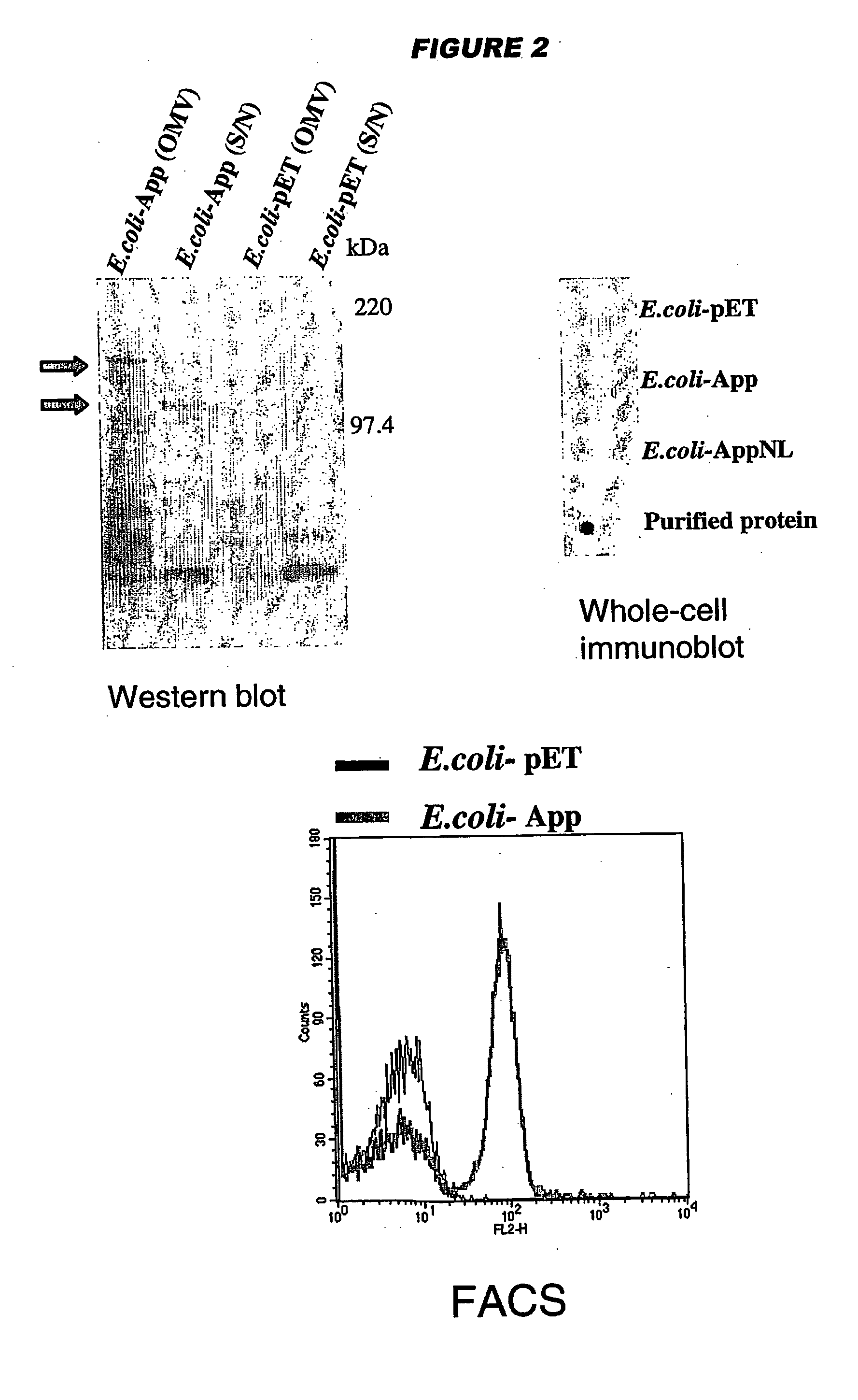 Meningococcus adhesins nada, app and orf 40