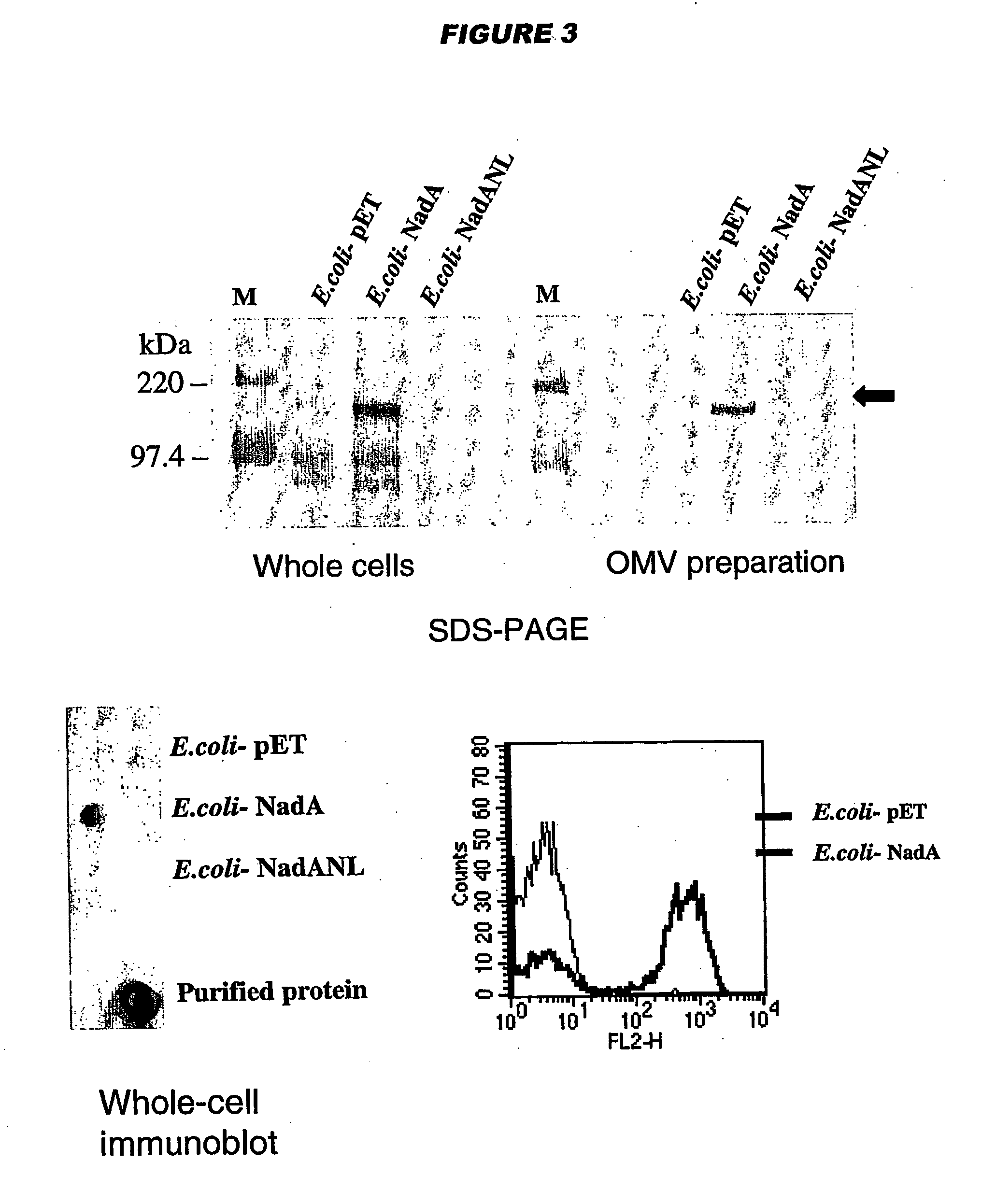 Meningococcus adhesins nada, app and orf 40